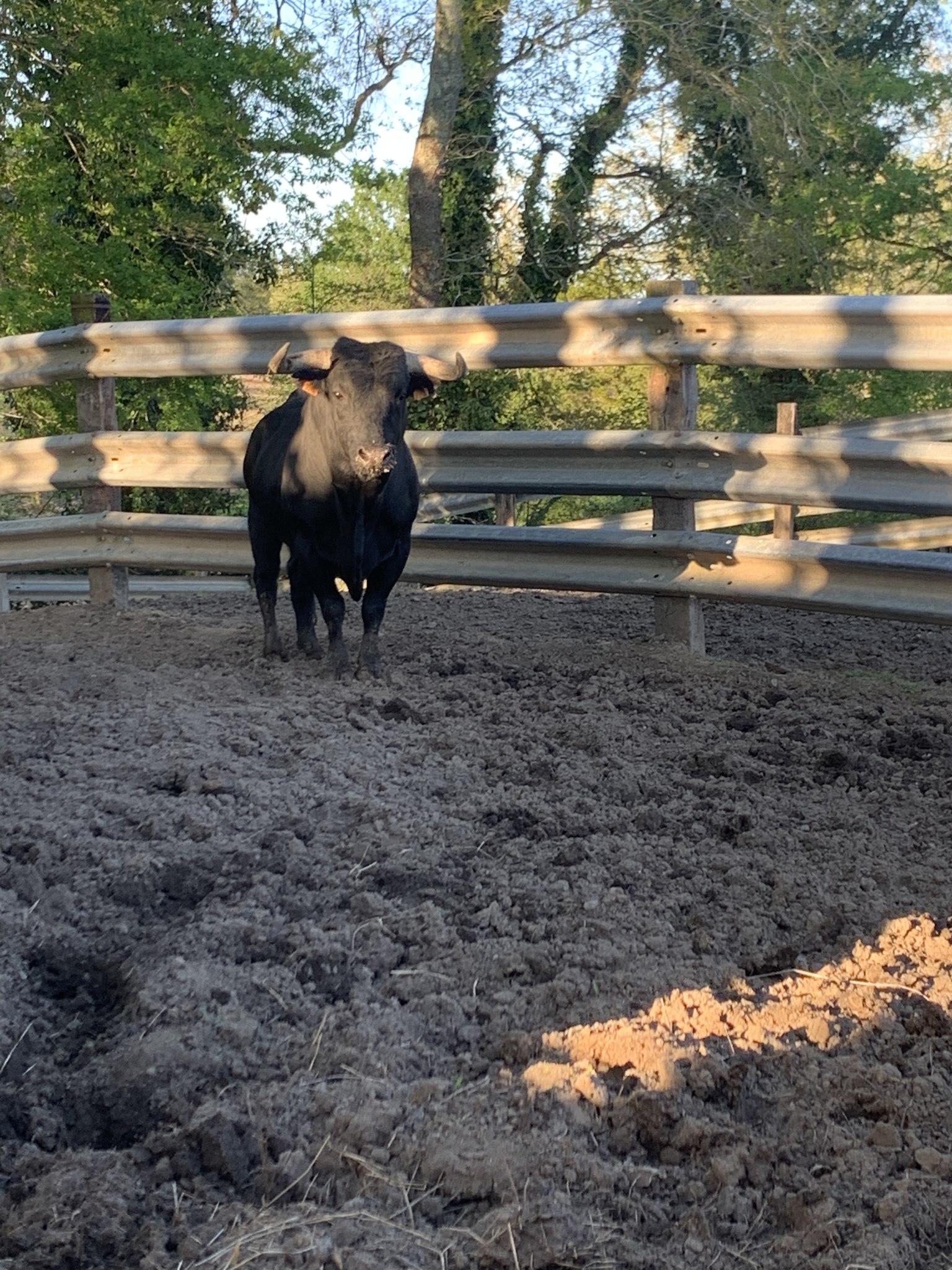Semaine landaise / Aventur'à la plage: vaches  ...