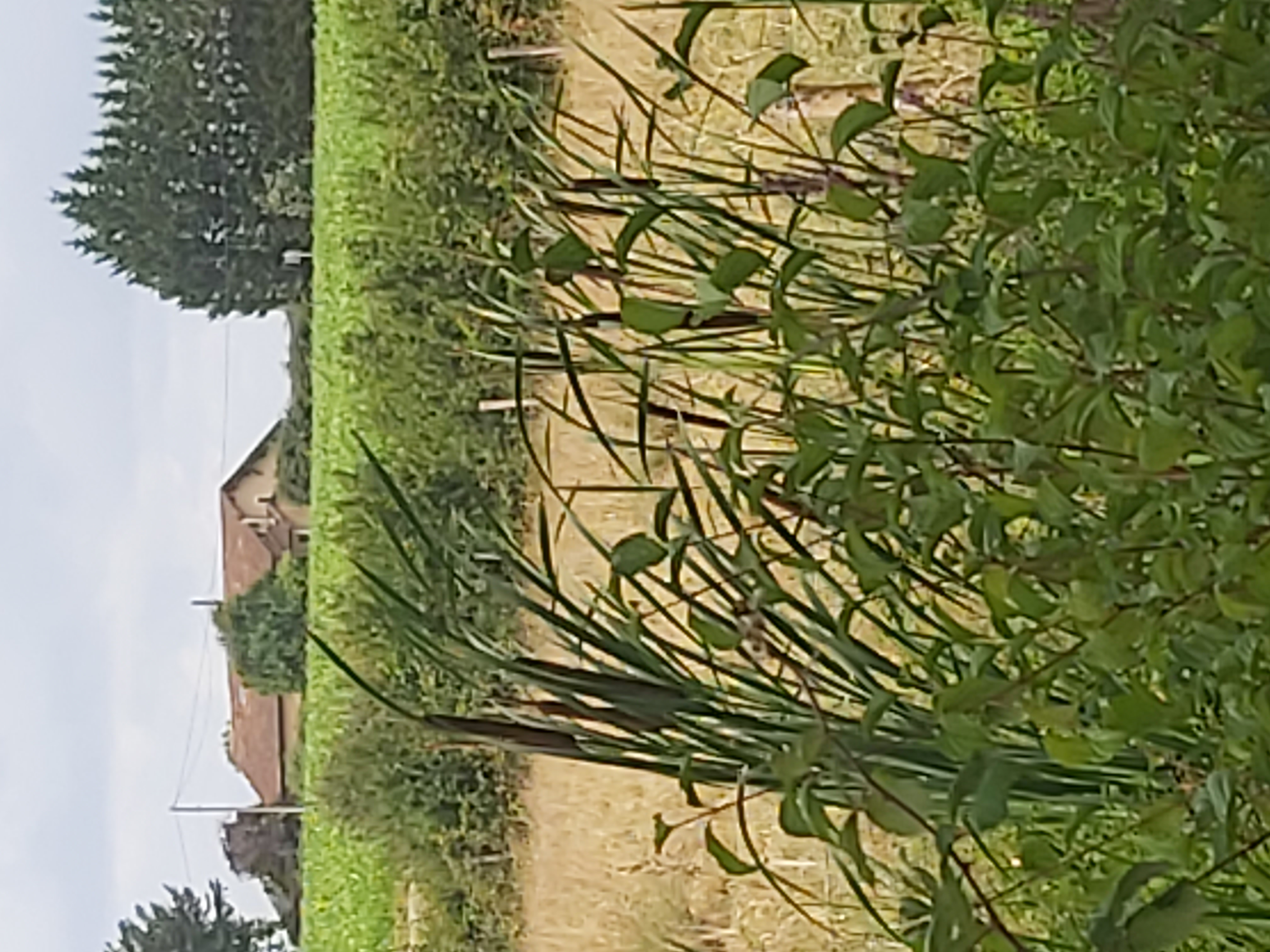 Balade à roulettes - Lac de la Prade à Bazas