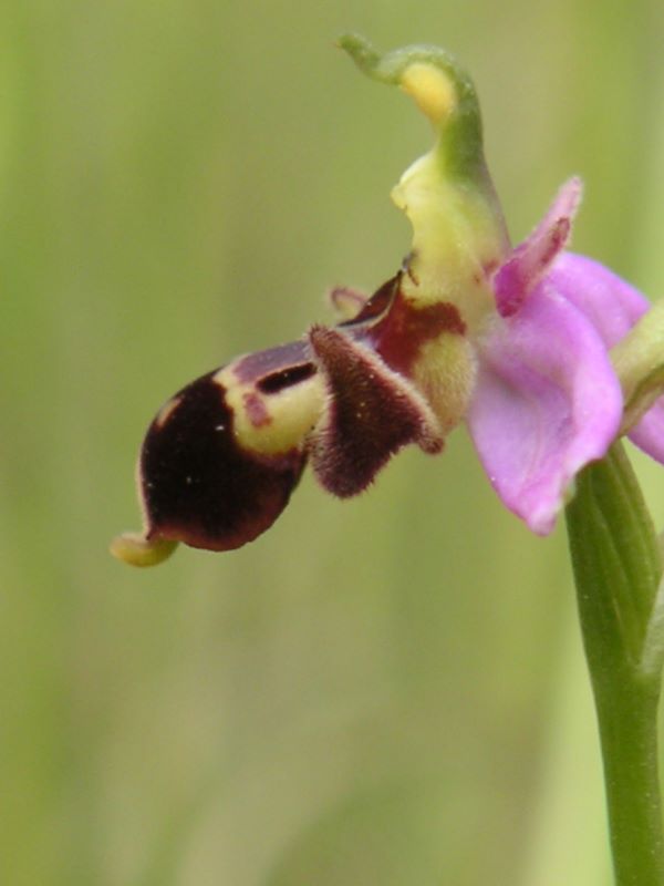 Boucle des orchidées