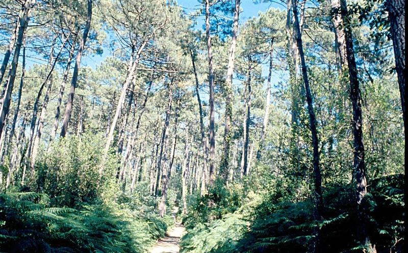 Vélodyssée - Bassin aux Landes 4