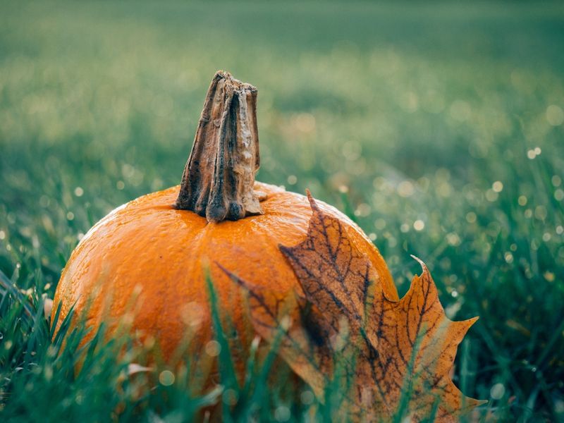Halloween à Bourg