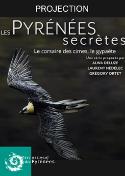 Projection : "Le corsaire des cimes, le gypaète"