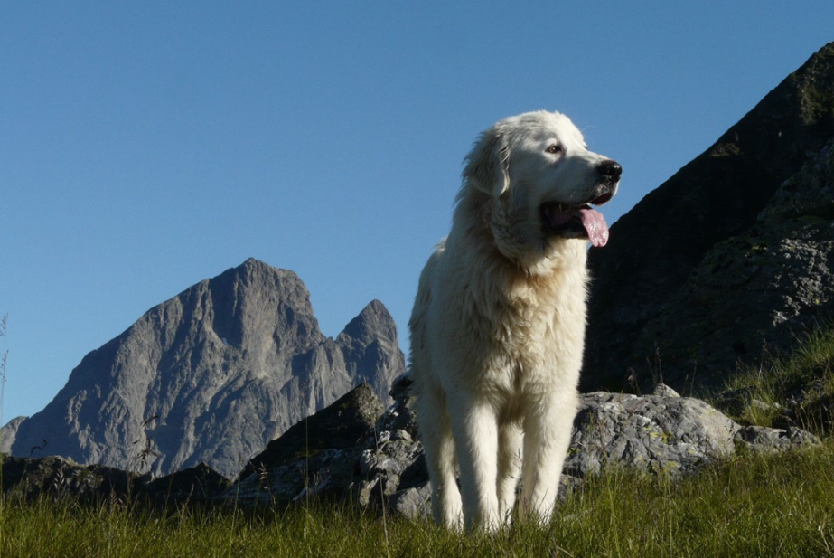 Projection - échanges : Chiens de protection d ...