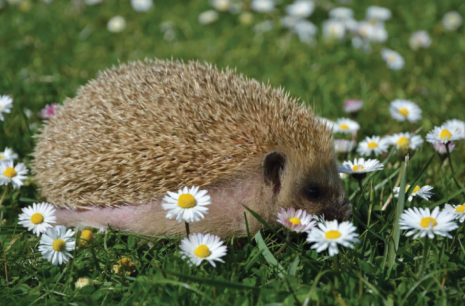 La vie sauvage au coeur nos villages - Fêtons la biodiversité