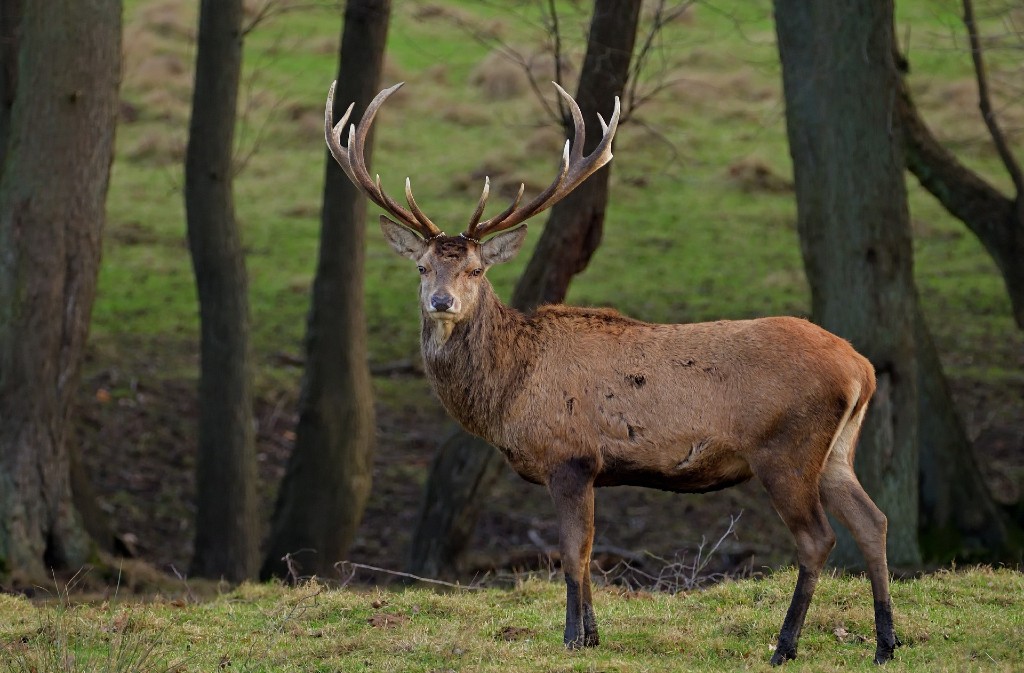 Soirée insolite brame du cerf