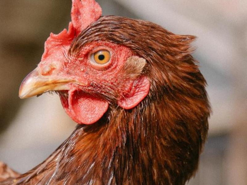 Chambres d’hôtes de Larouquette