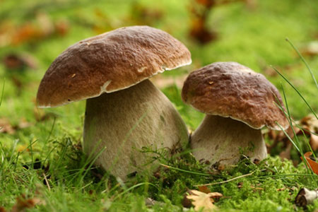 Journée Mycologique