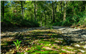 VTT 1 Les Bois de Carrasquet à  ... - Crédit: @Sirtaqui Cf. Office de tourisme communautaire du Pays de Nay
