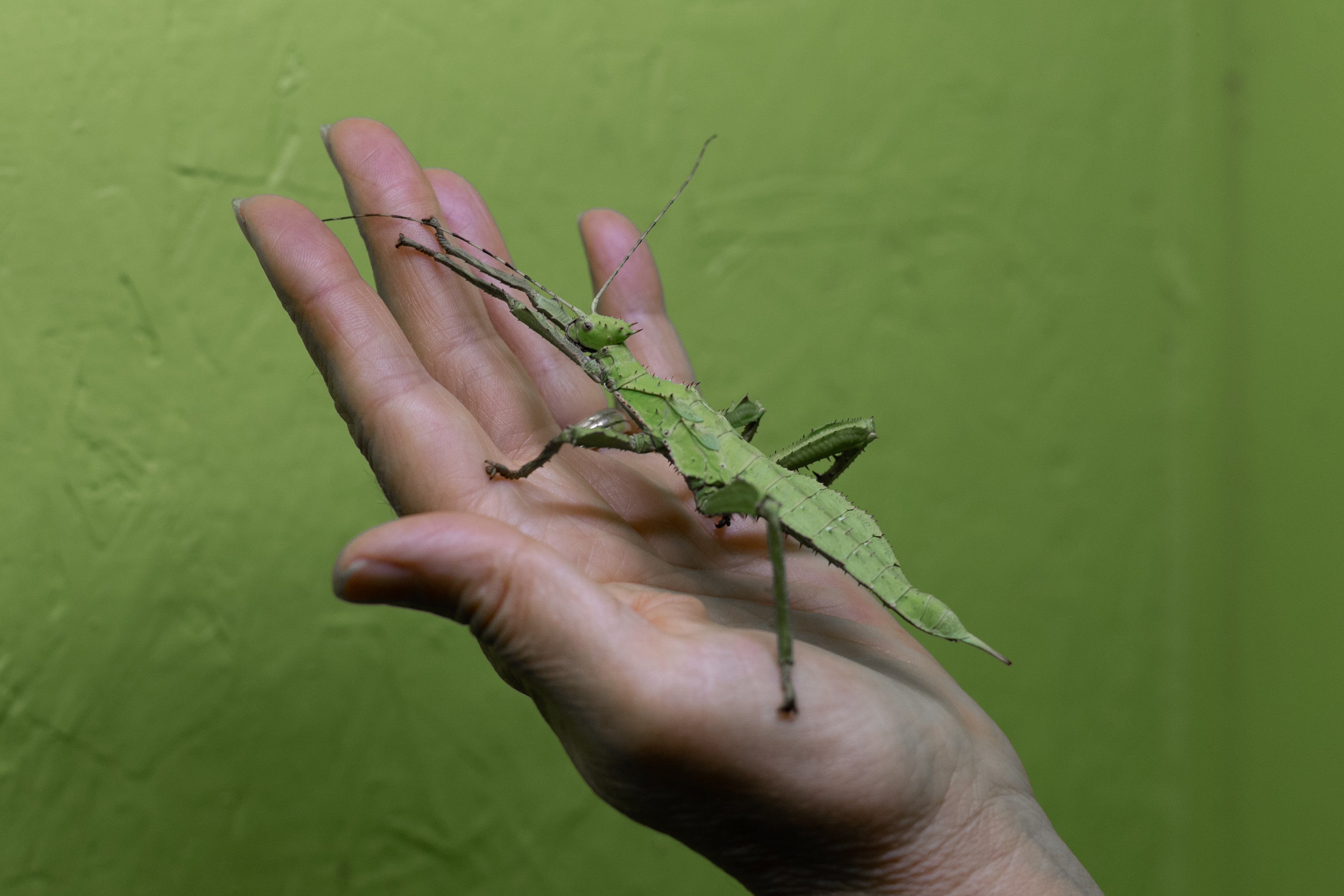 Spécial pâques à la Cité des Insectes !