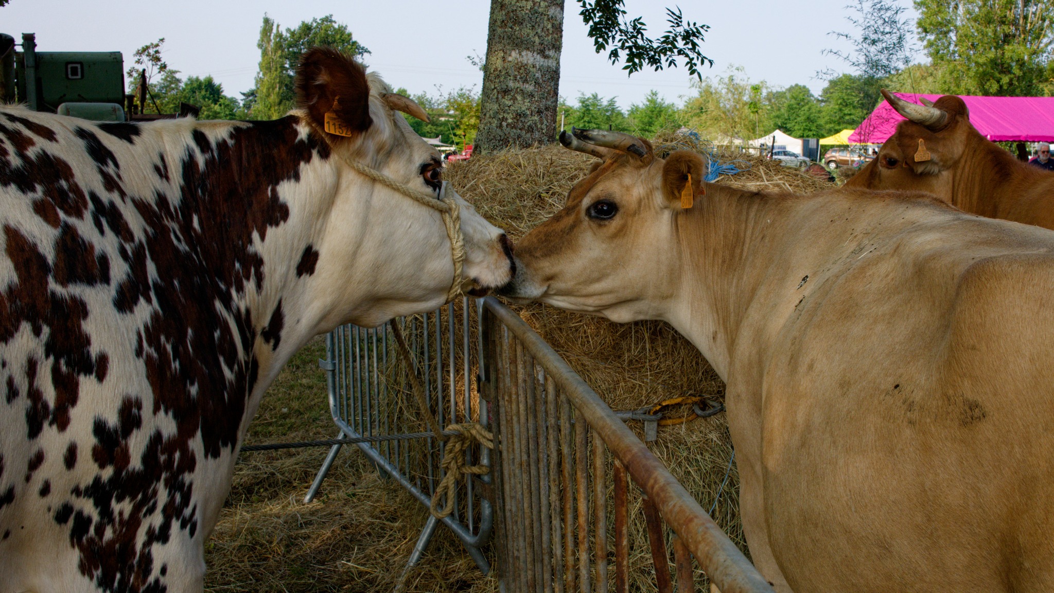 Comice agricole