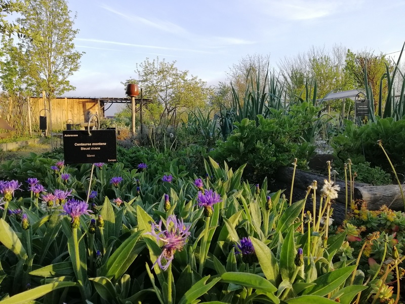 Conférence « L’histoire des jardins et légumes ...