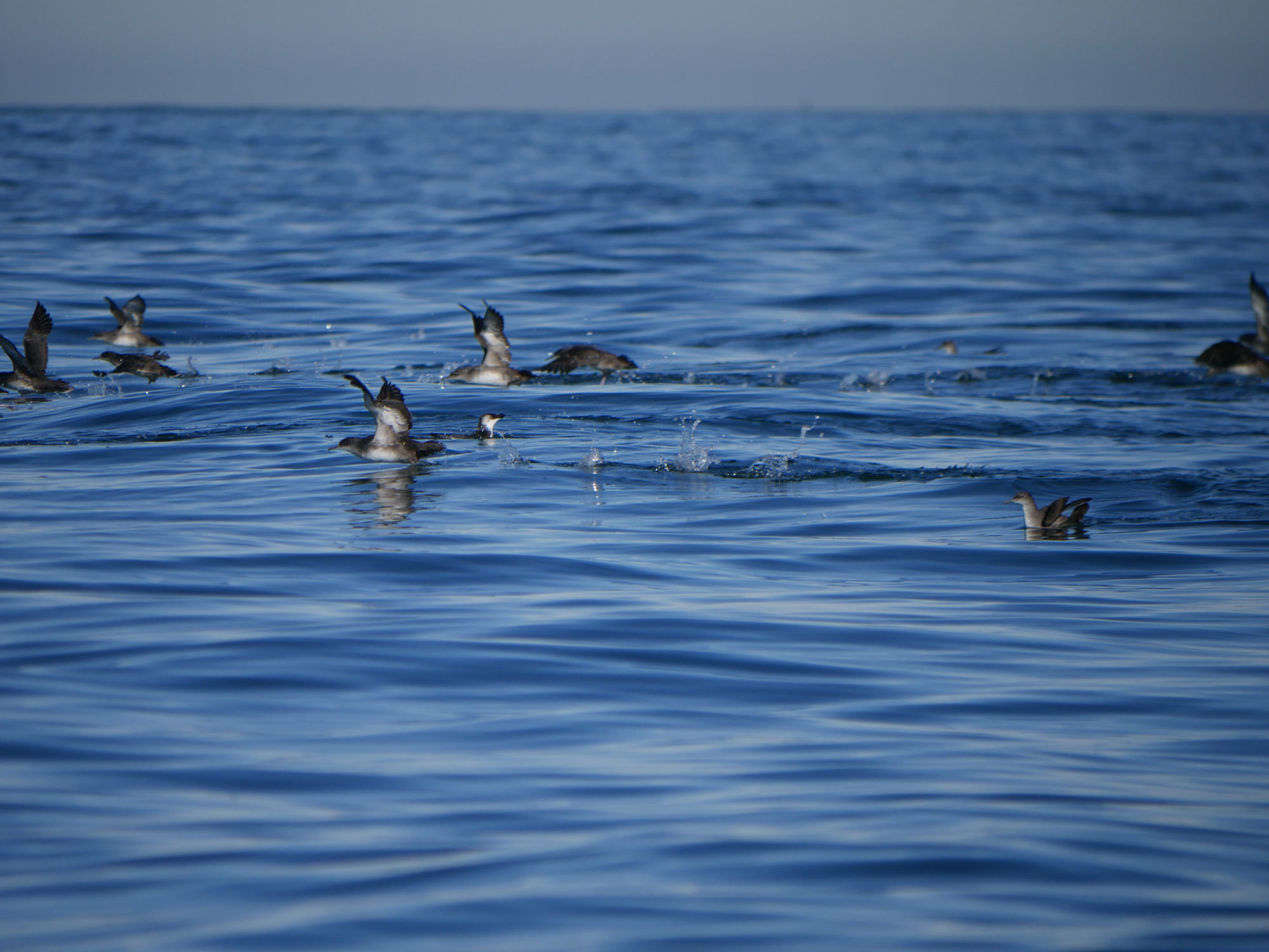 Conférence "Oiseaux marins, cétacés et changem ...