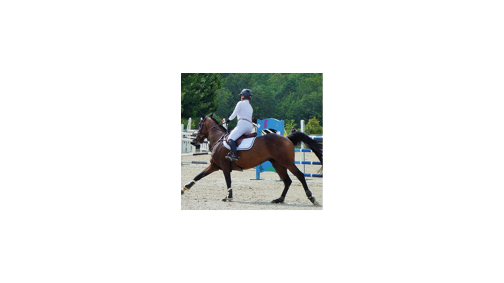 Concours équestre