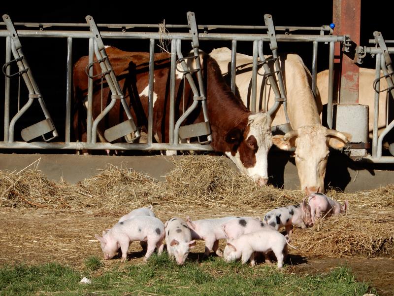 Ferme Bio de Crozefond