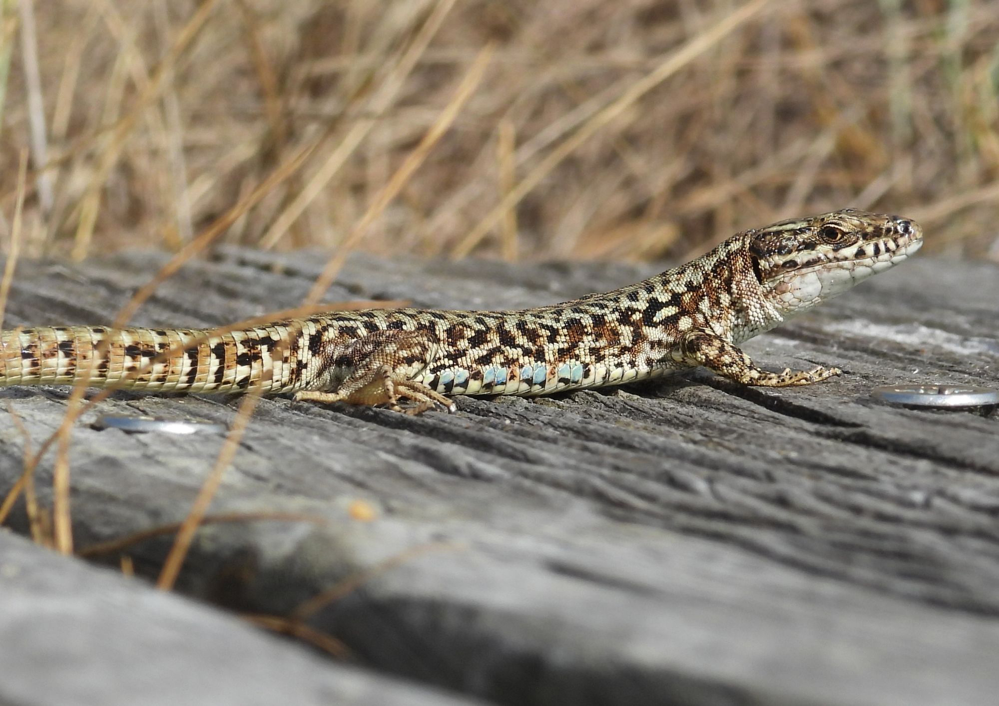 Visite guidée "Dans la peau d’un reptile"