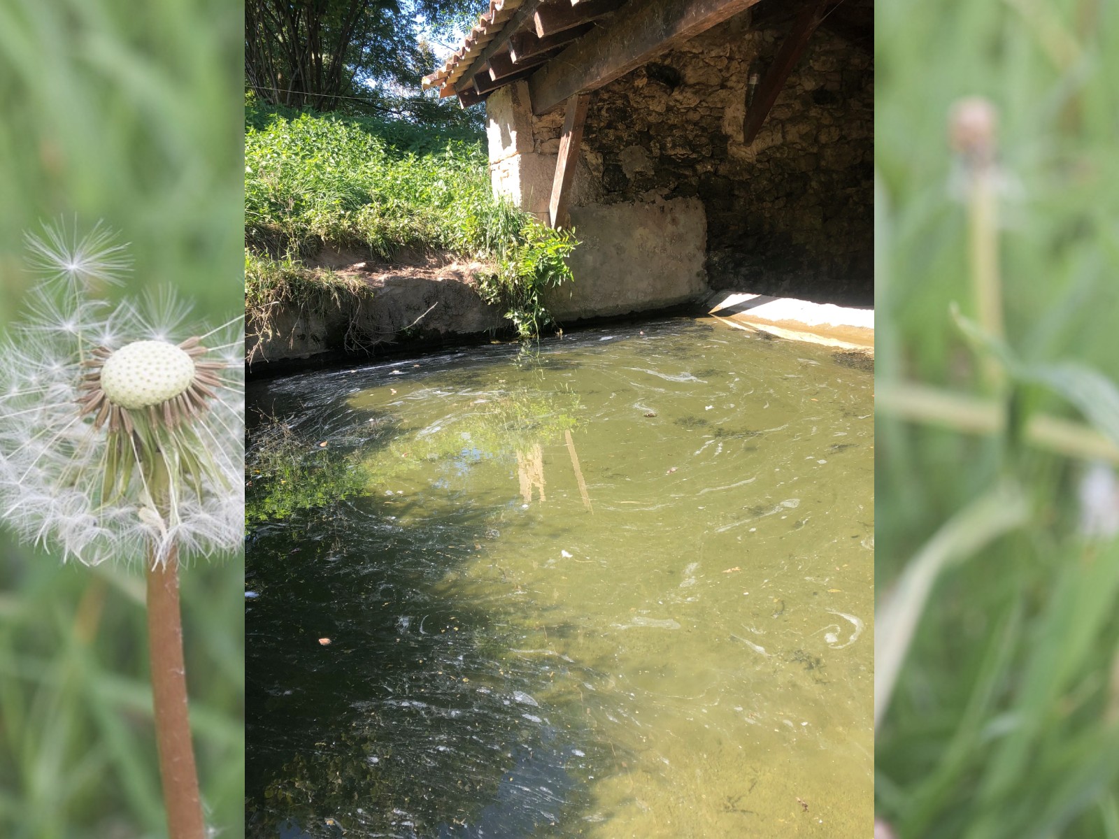 Découverte de la flore dans tous ses états - Bagas