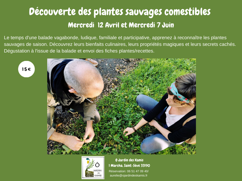 Découverte des plantes sauvages comestibles