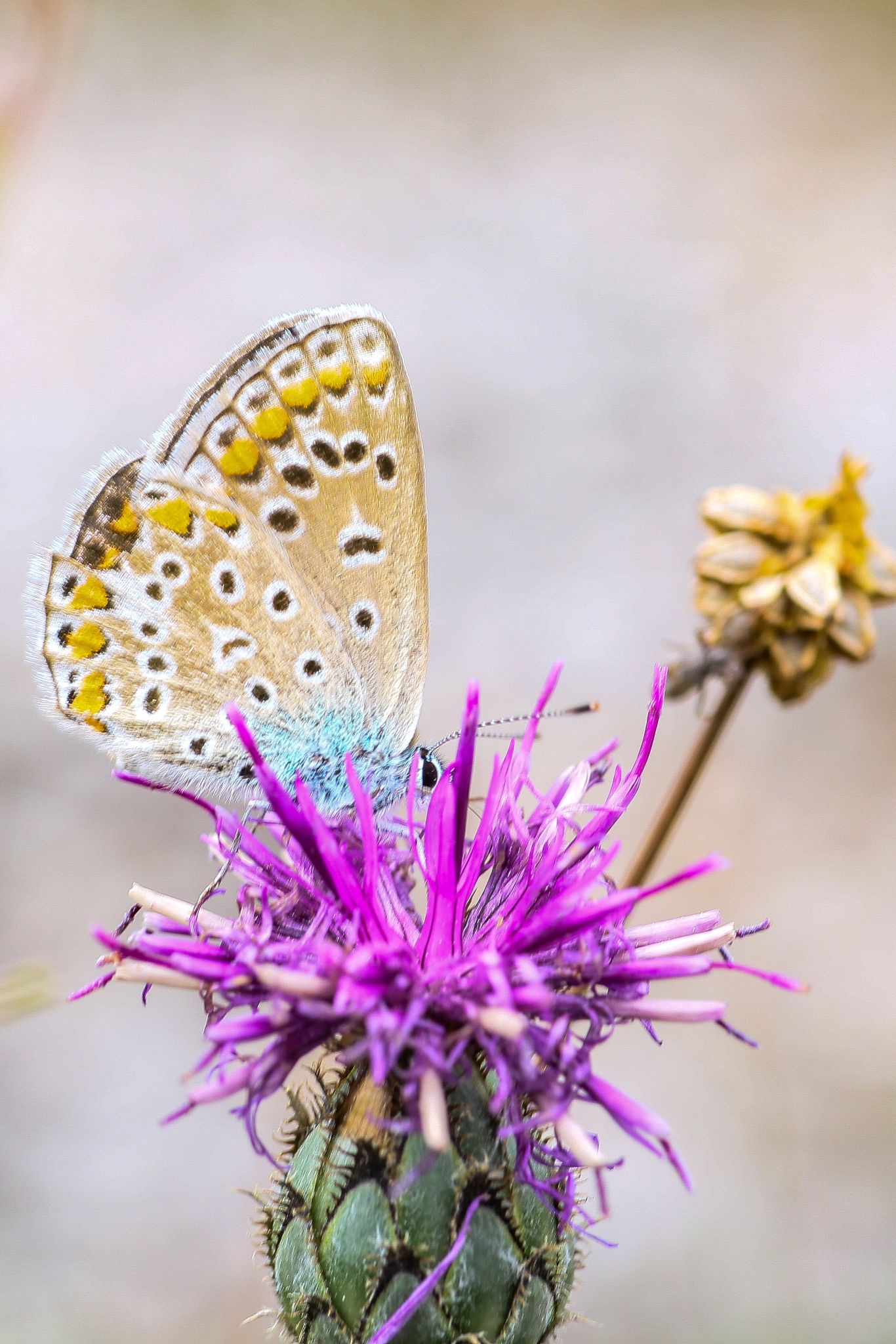 Exposition de photographies sur les insectes p ...
