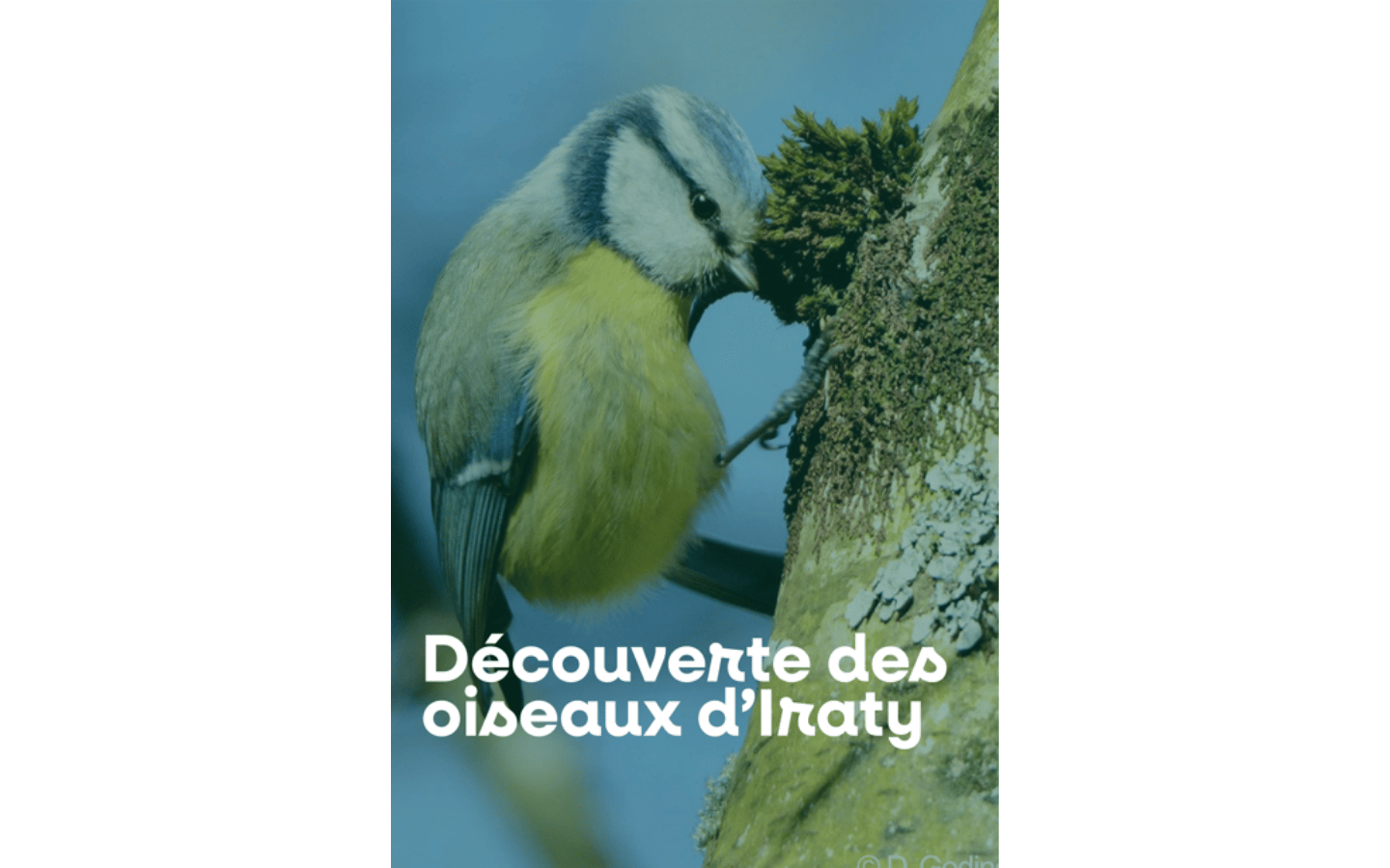 À la découverte des oiseaux