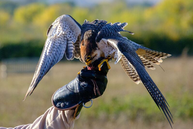 Expérience au plus près des rapaces ! 