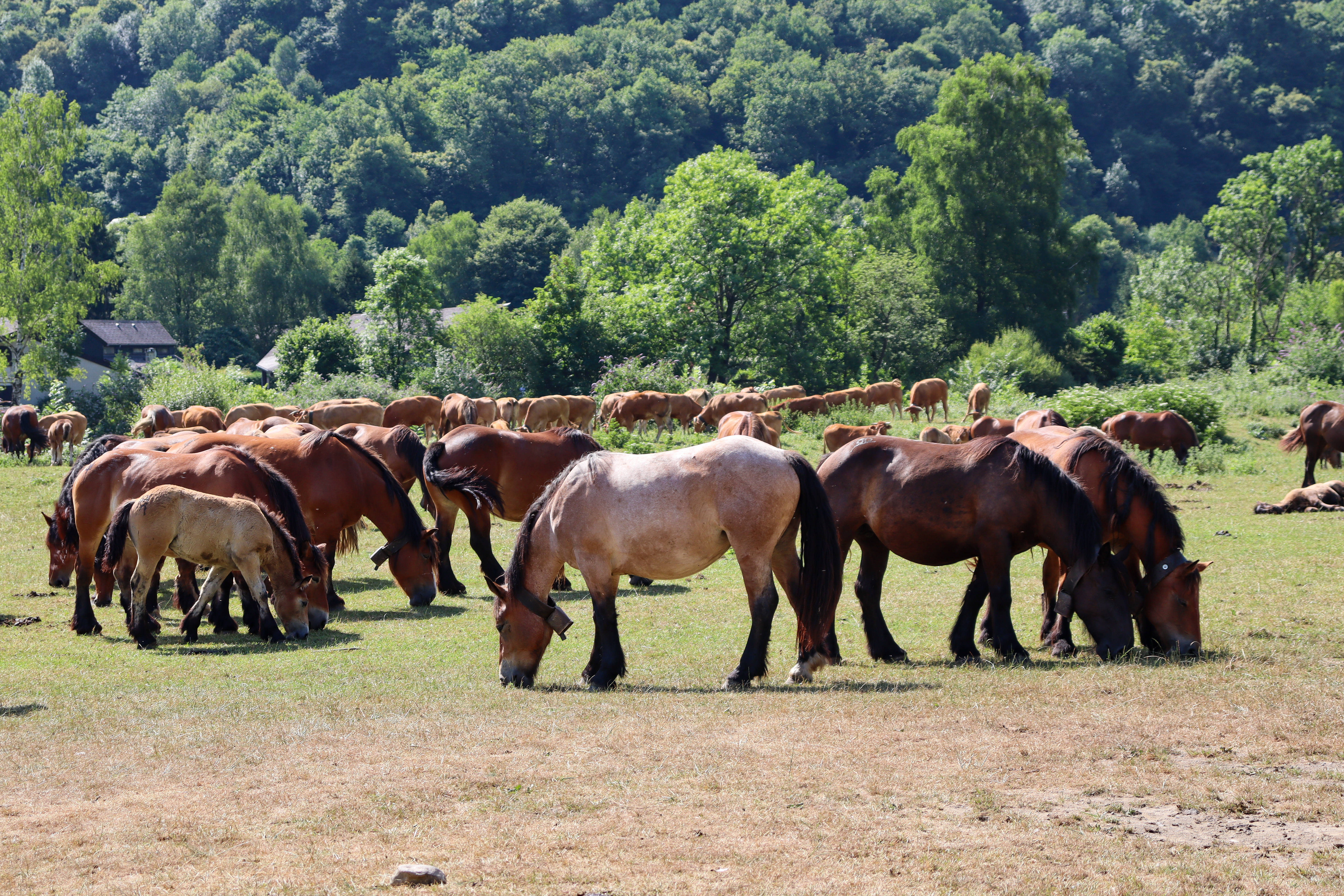 Concours de chevaux de trait au Benou