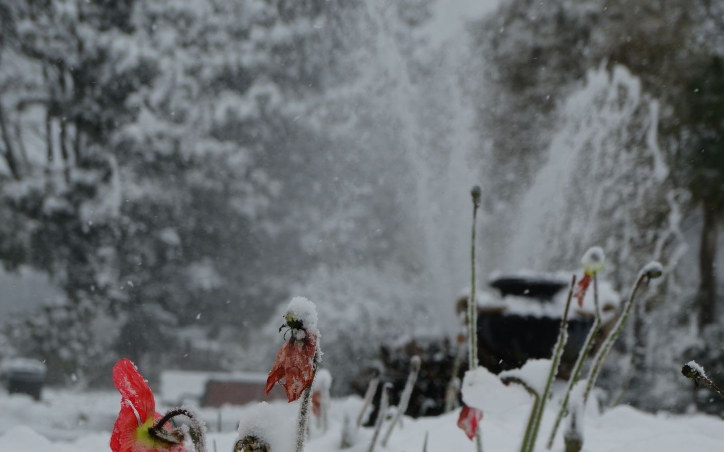Pause archi patrimoine : l'hiver au jardin