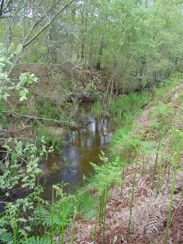 Sanguinet - Circuit entre étang et forêt