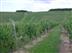 Brazalem et Limon, vignobles et ... - Crédit: @Sirtaqui Cf. ADRT Tourisme Lot-et-Garonne