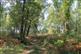 Lisse, aux portes de la forêt L ... - Crédit: @Sirtaqui Cf. ADRT Tourisme Lot-et-Garonne