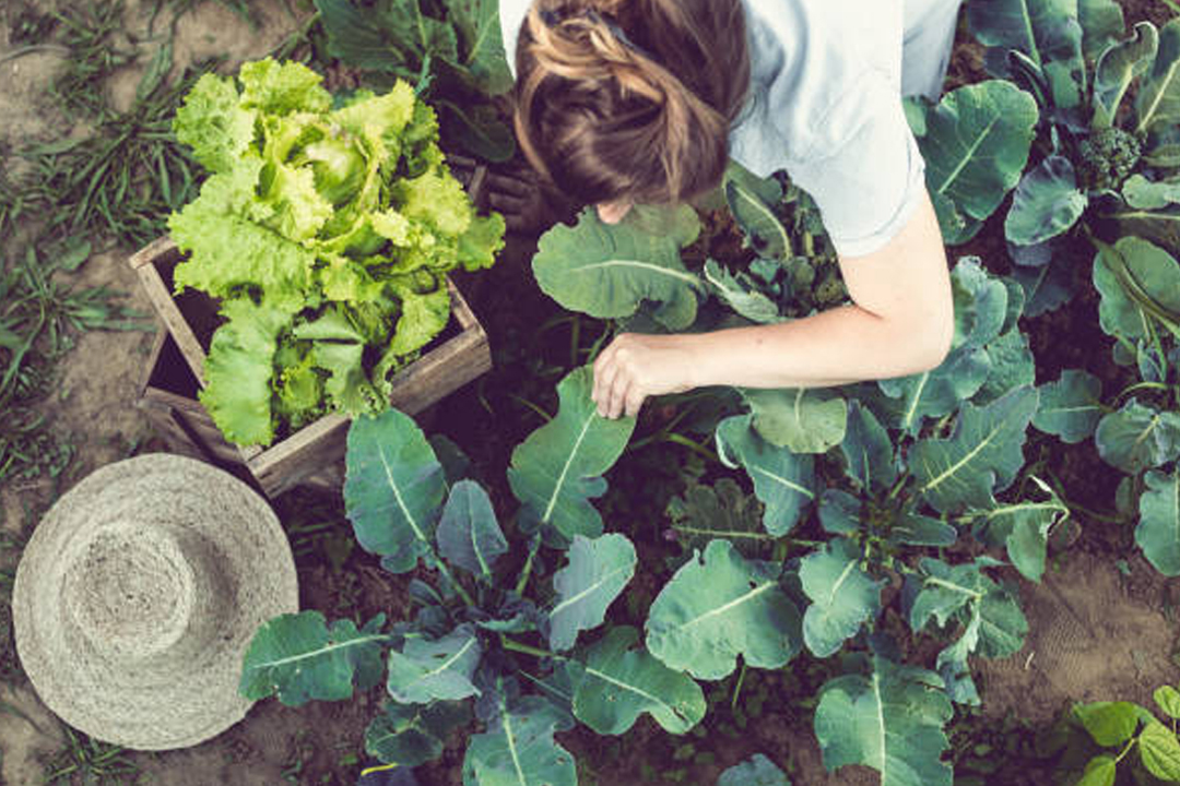 Image-Atelier-permaculture.jpg