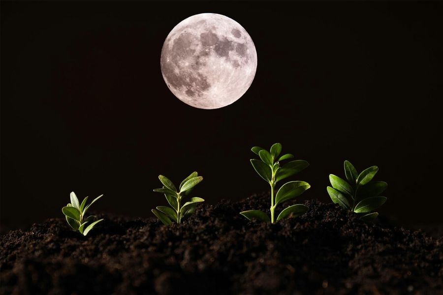 Image-jardiner-avec-la-lune--800x600-.jpg