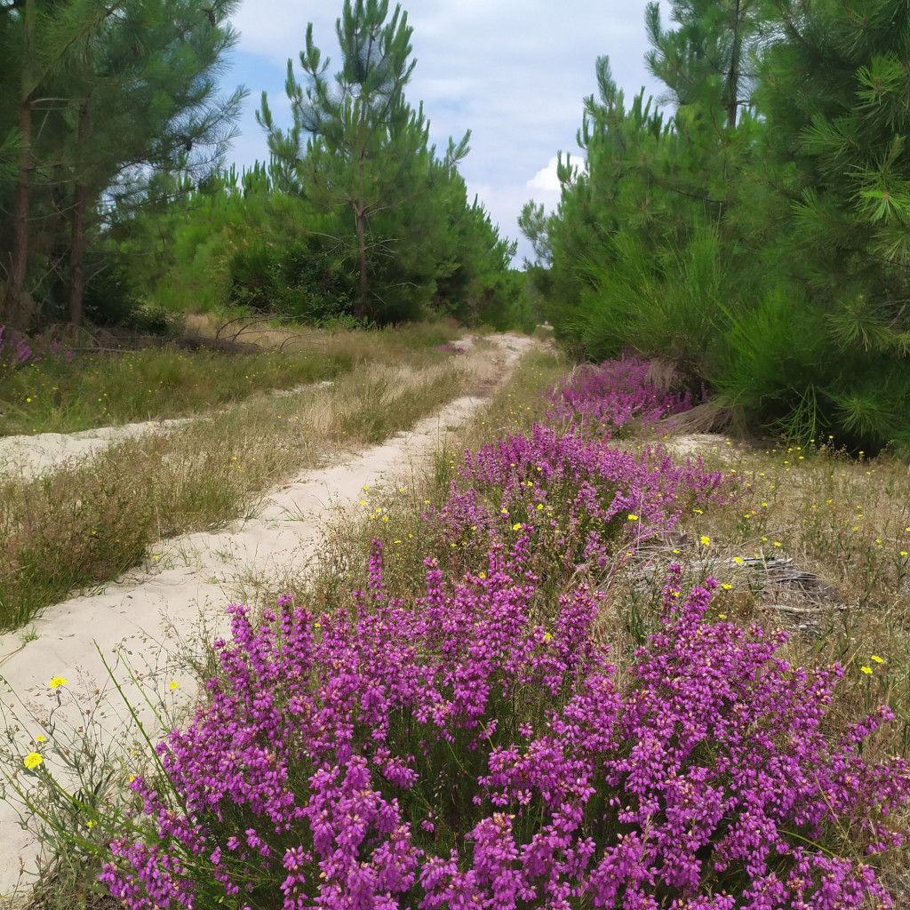 A Lit et Mixe, circuit du Cap de l'Homy
