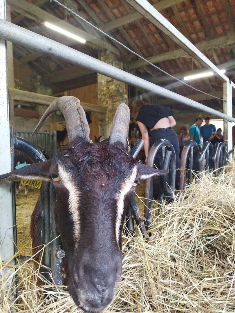Accueil à la Ferme : Élevages caprin et volail ...