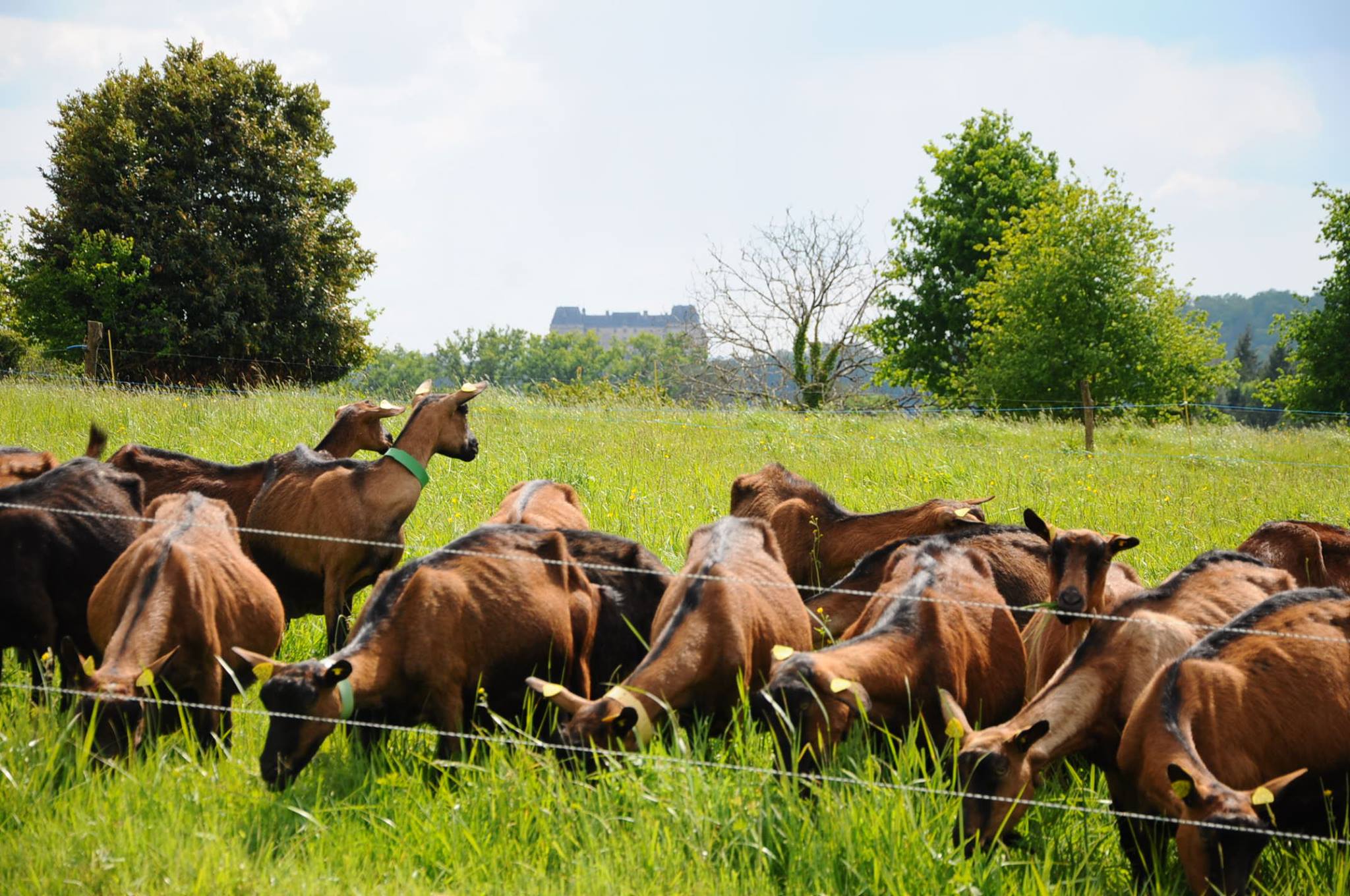 La ferme du Loriot