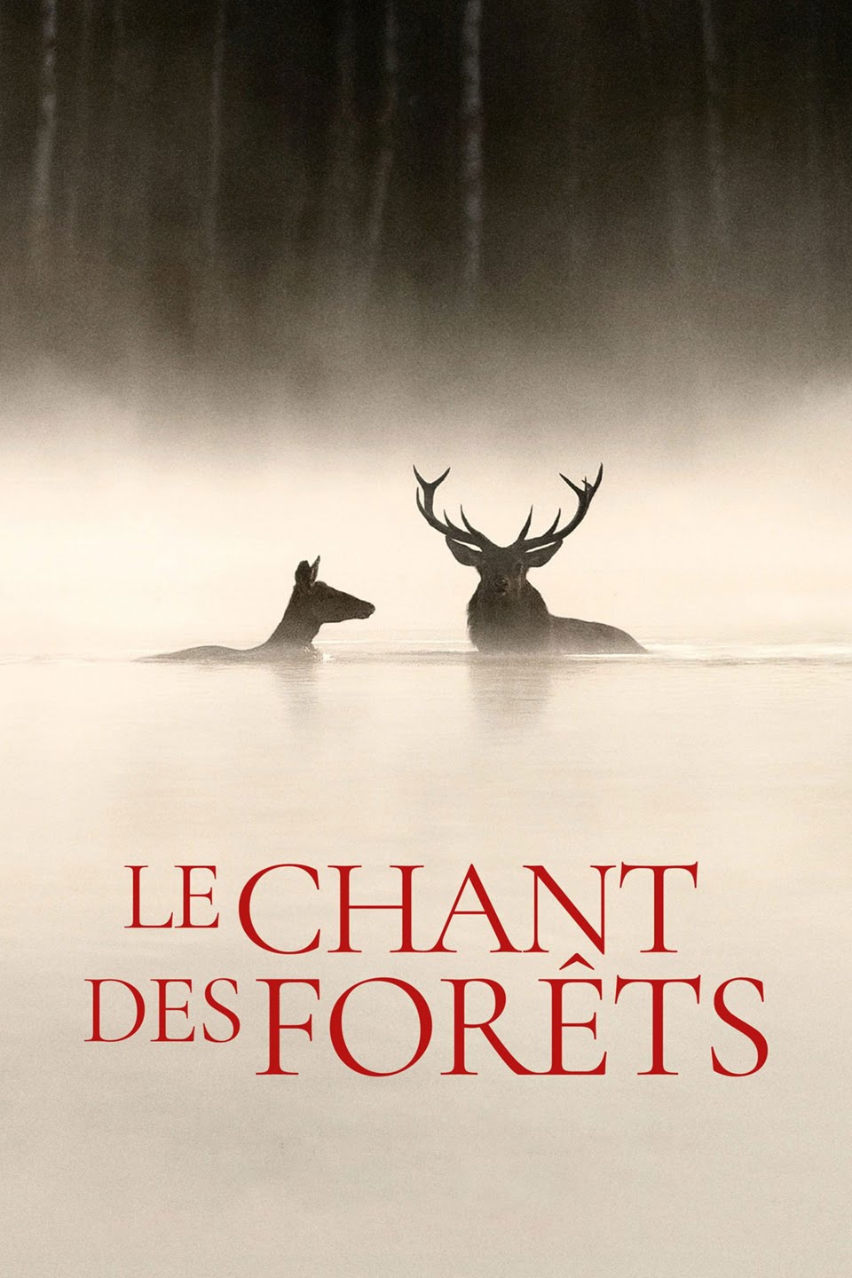 Cinéma en plein air " Le chant des forêts"