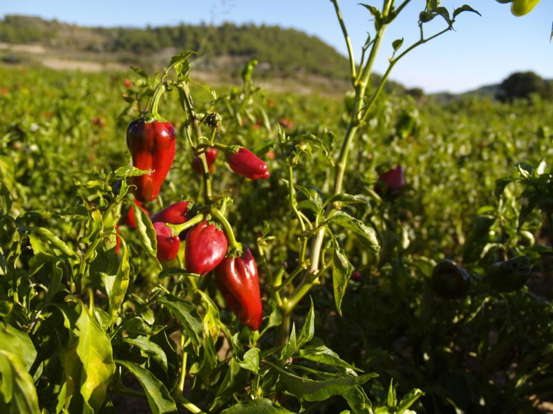 Savoir-faire au rendez-vous : Piments et mouta ...