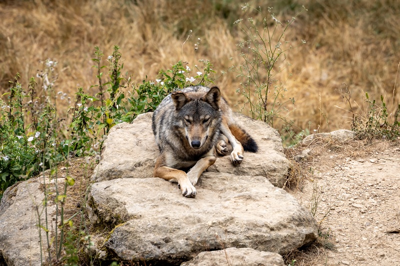 Journée mondiale des animaux au Parc du Thot