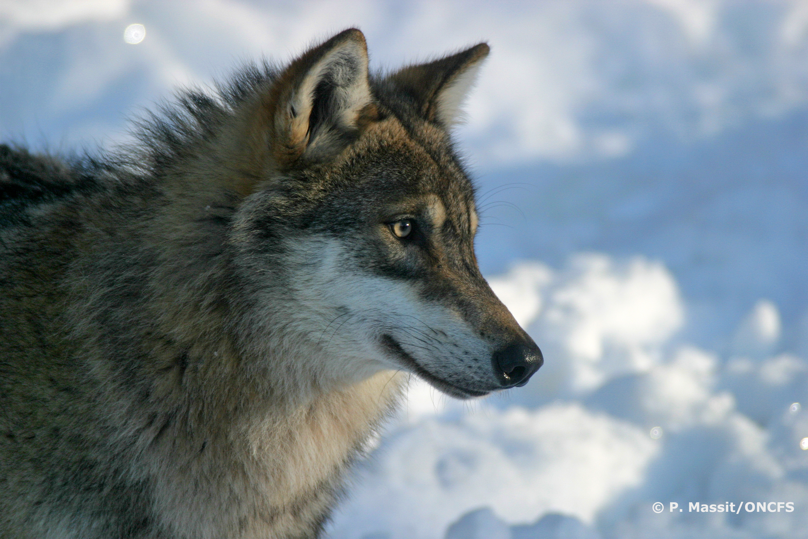 Projection Vivre avec les loups de Jean Michel Bertrand