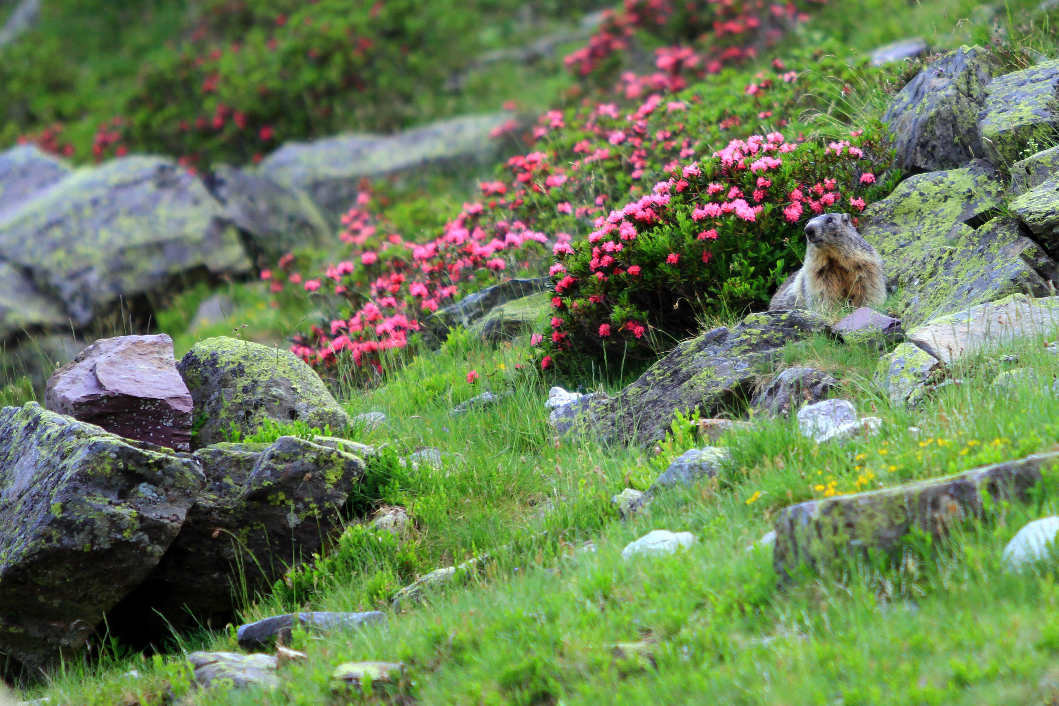 Sur les traces des marmottes