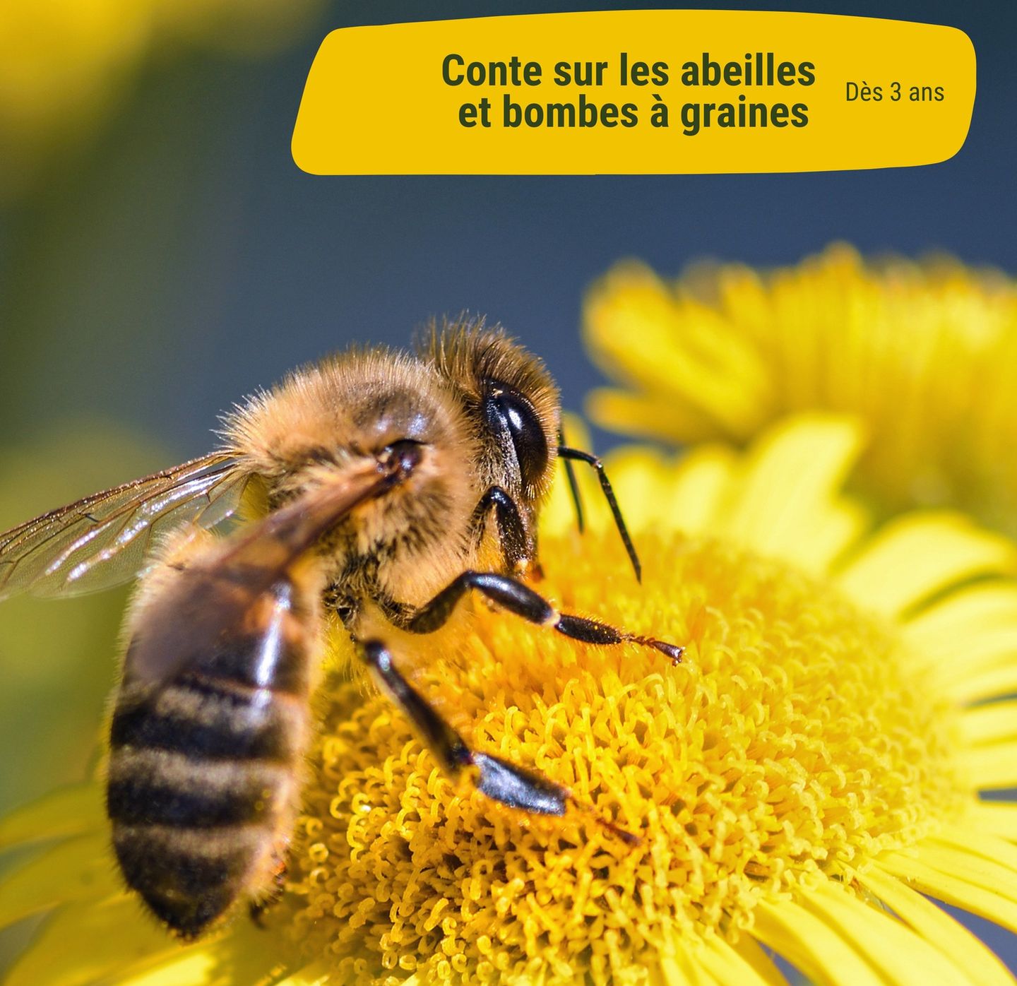 Conte sur les abeilles et bombes à graines, à  ...