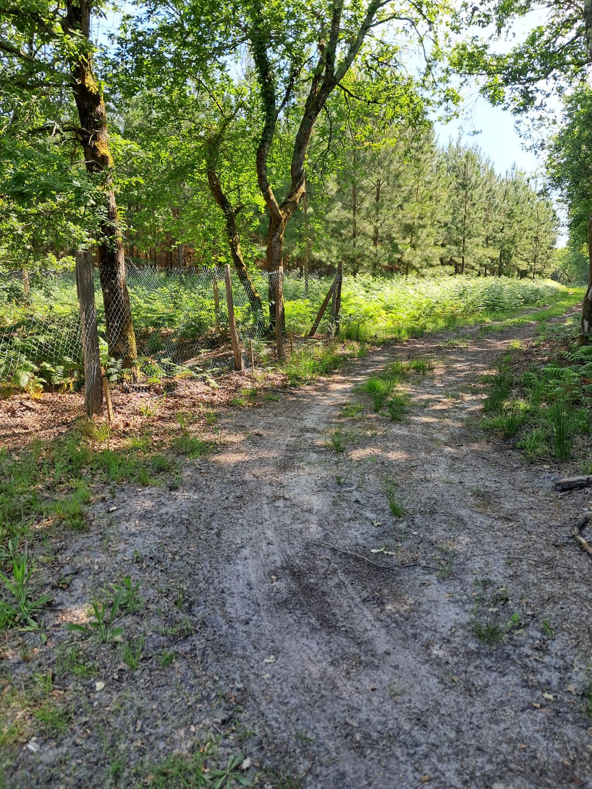 Morcenx en écorando - Circuit aux sources du Bez