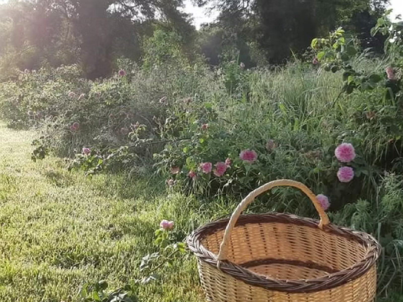 Aux Herbes et Caetera