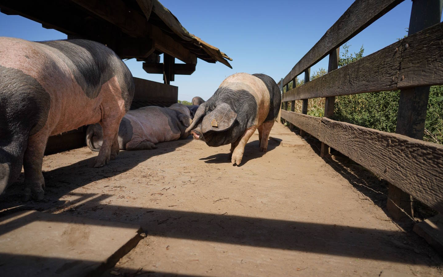 Suhalmendi : à la découverte du porc basque