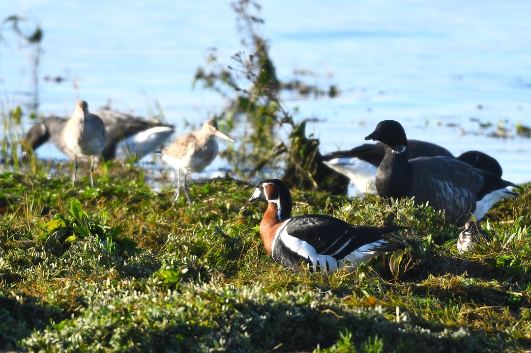 Accueil posté naturaliste