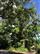 A Labenne, Circuit des Arbres r ... - Crédit: @Sirtaqui Cf. Mairie de Labenne