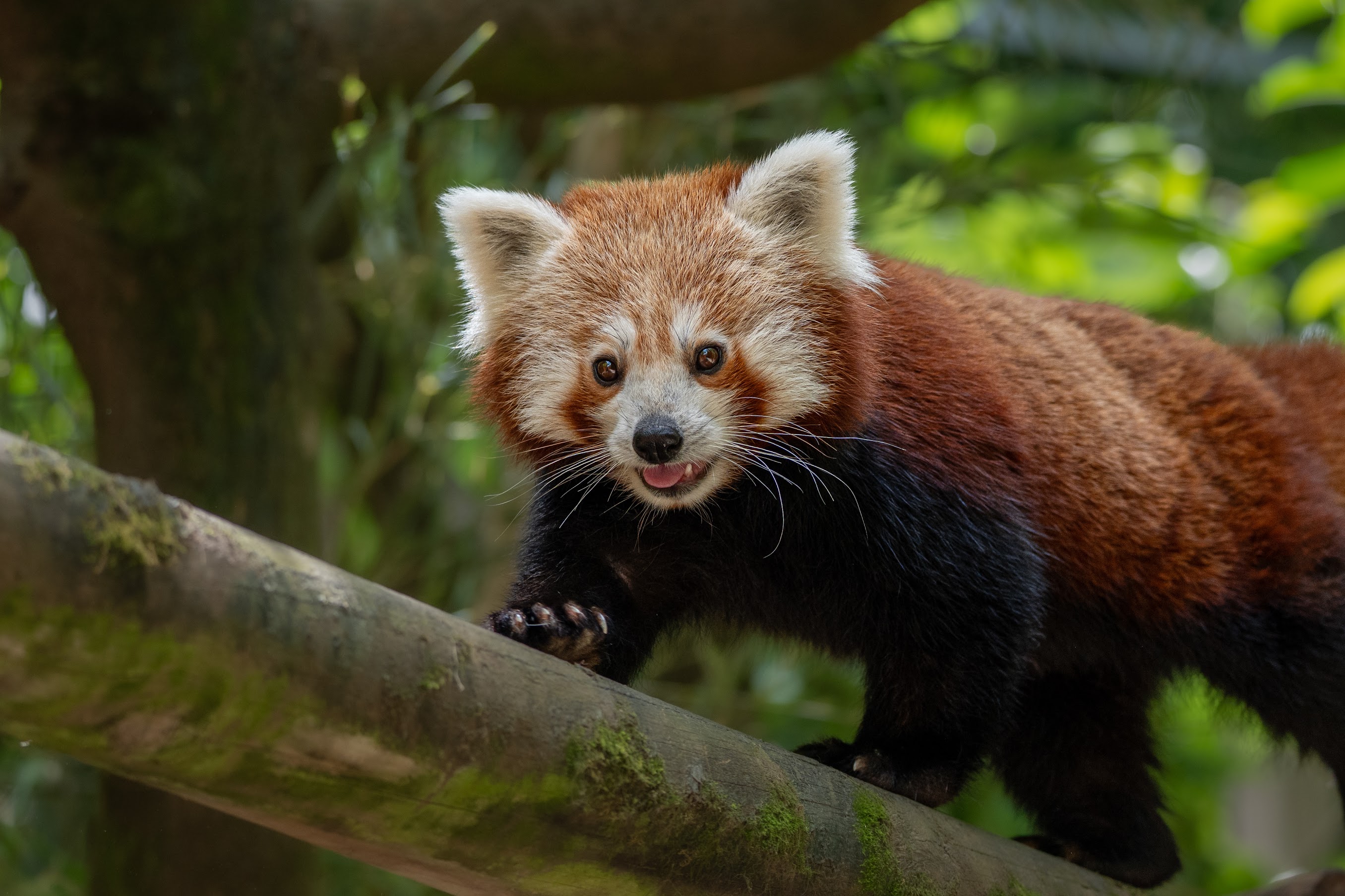 Journée internationale des pandas roux