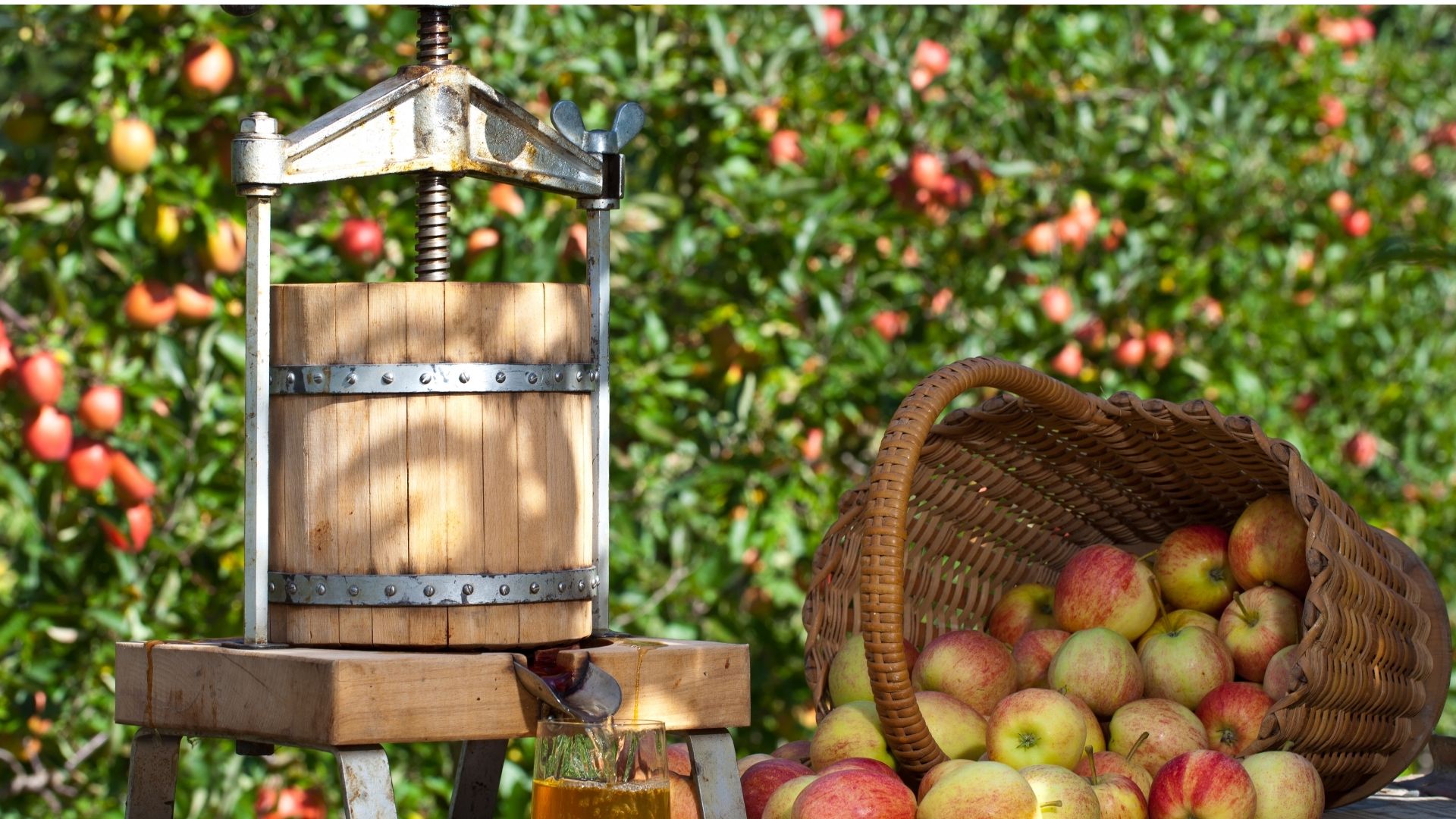 Atelier : Fabrication du jus de pommes