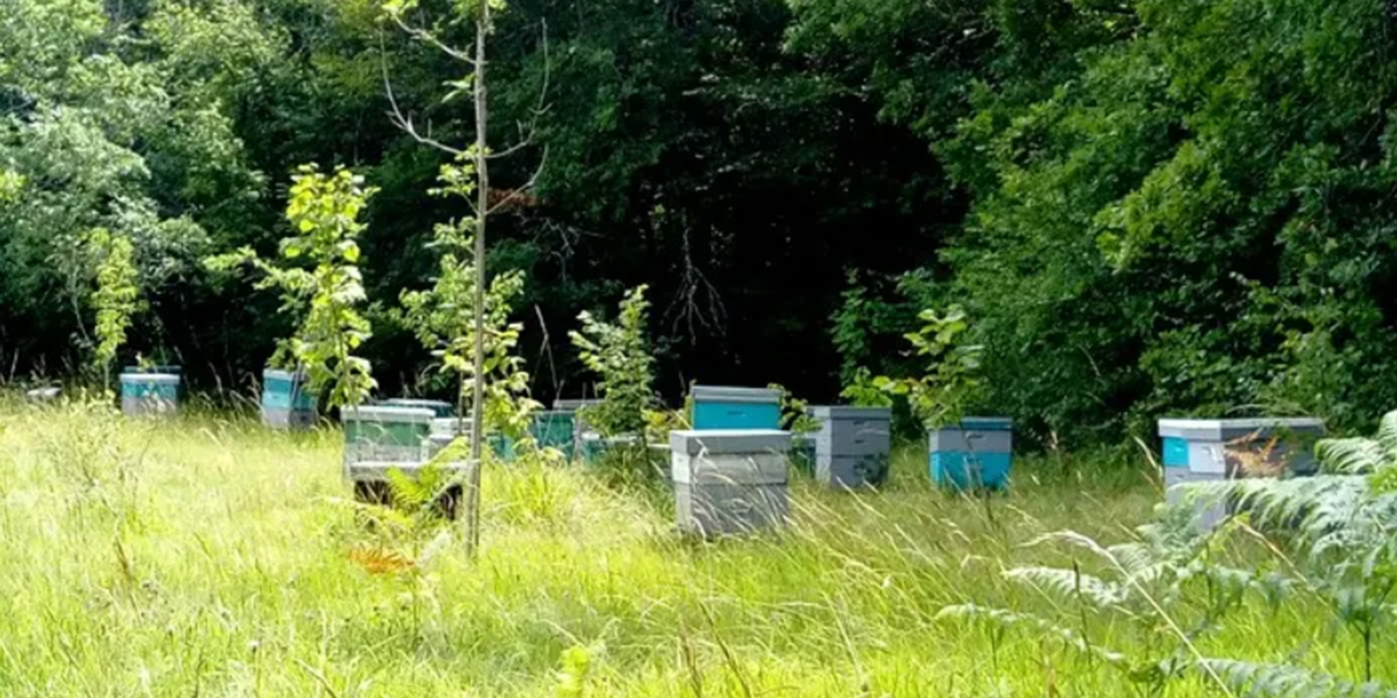 Accueil à la Ferme : Glaces de la ferme, Ferme ...