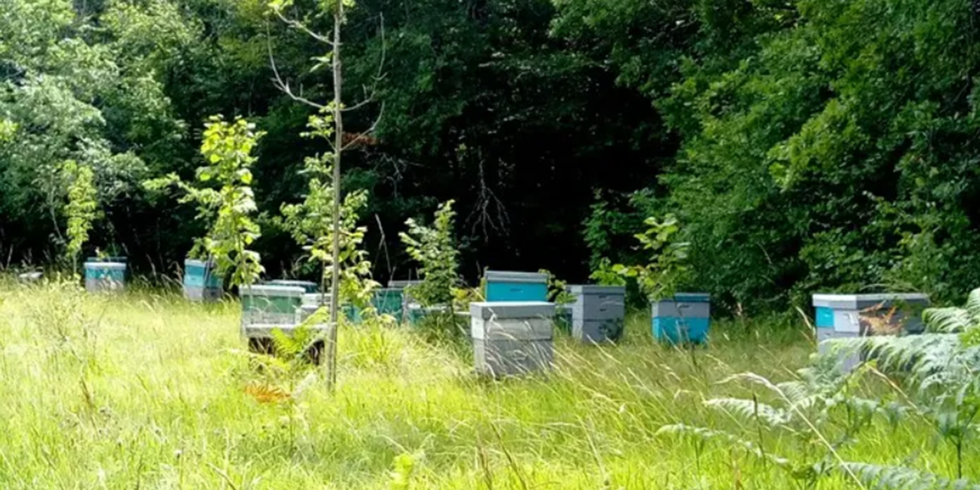 Accueil à la Ferme : Glaces de la ferme, Ferme ...