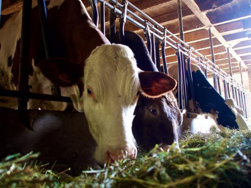 Ferme Bio de Crozefond